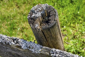 Lichens on rotten wood, Allgaeu, Bavaria, Germany, Europe