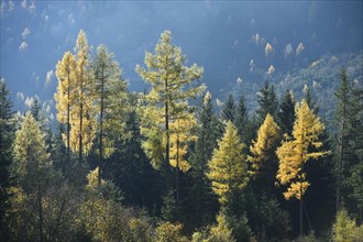 Landscape of yellow European larch (Larix decidua) trees growing in a forest on a mountain in