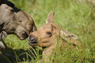 Close-up of a Eurasian elk (Alces alces) mother with her youngster in a forest in early summer,