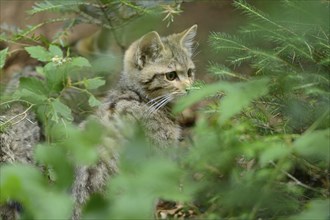 Close-up of a European wildcat (Felis silvestris silvestris) kitten in a forest in spring, Bavarian