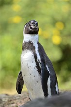 Close-up of a Humboldt penguin (Spheniscus humboldti) on a meadow in spring
