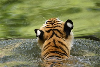Close-up of a Siberian tiger (Panthera tigris altaica) swimming in a lake, captive
