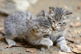 Close-up of a European wildcat (Felis silvestris silvestris) kitten in a forest in spring, Bavarian