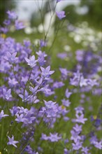 Close-up of a flower meadow with spreading bellflower (Campanula patula) blossoms in early summer