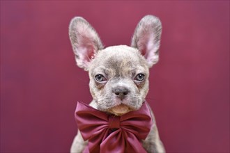 Portrait of young Lilac Brindle French Bulldog dog puppy with burgundy ribbon in front of studio