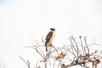 Laughing falcon (Herpetotheres cachinnans) Pantanal Brazil