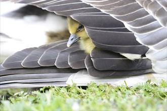 Close-up of a Greylag Goose (Anser anser) chick under a wing of his mother on a meadow in spring