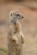 Yellow Mongoose or red meerkat (Cynictis penicillata) making male