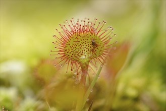 Close-up of a Common sundew or Round-leaved sundew (Drosera rotundifolia)