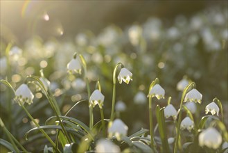 Spring Snowflake (Leucojum vernum) blossoms in a forest on a sunny evening in spring