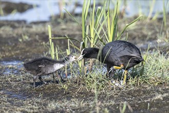 Common coot (Fulica atra) with juvenile, Lower Saxony, Germany, Europe