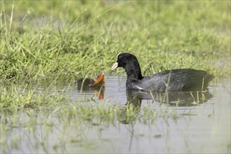 Common coot (Fulica atra) with juvenile, Lower Saxony, Germany, Europe