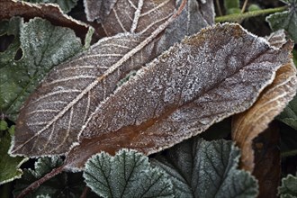 Close-up of frost-covered leaves in natural colours that convey a wintry atmosphere