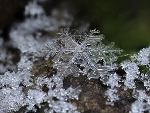 Detailed close-up of a snowflake in its complex structure