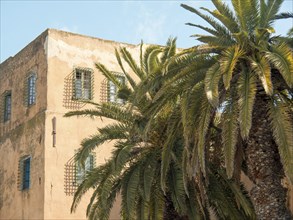 An old building with palm trees in front and several windows under a sunny sky, Tunis in Africa