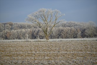 A single tree on a frozen field in front of a forest in a frosty winter landscape, Frosty winter