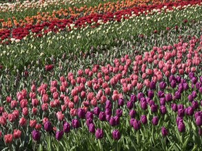 A huge field with colourful tulips in different rows of red, orange, pink and white, many