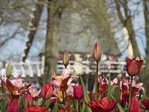 Close-up of red and pink tulips with a blurred windmill and trees in the background, many
