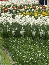 Flower bed with wild daffodils and yellow tulips in a sunny garden, many colourful, blooming tulips