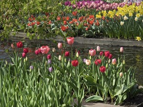 Different coloured tulips blooming next to a pond in a spring garden, many colourful, blooming