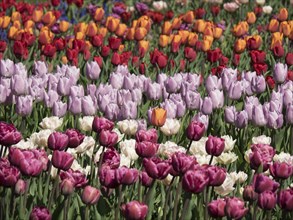 Many colourful tulips in a densely planted flower bed in the garden, many colourful, blooming
