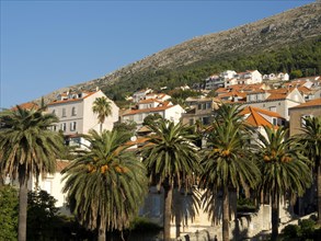 Row of palm trees in front of houses with red roofs in a hilly landscape, the old town of Dubrovnik