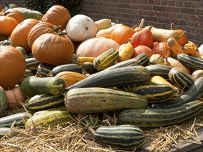 Various pumpkins in a straw base in front of a brick wall, many colourful pumpkins for decoration