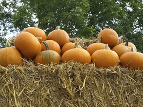Many orange pumpkins stacked on a large hay bale outdoors, in front of green trees, many colourful