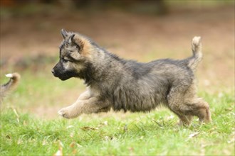 Close-up of a mixed breed dog puppy in a garden in spring