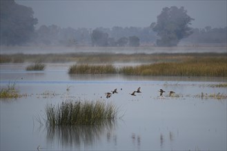 A group of brown-headed ducks (Anas flavirostris) flying over the lake Laguna de Navarro, Buenos