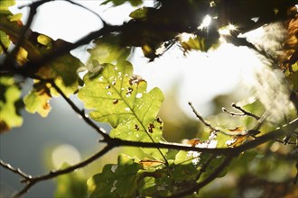 English oak, pedunculate oak or French oak (Quercus robur) leaves in a forest in autumn