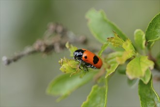 Close-up of a short-horned leaf beetle (Clytra laeviuscula) in spring