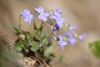 Close-up of common dog-violet (Viola riviniana) blossoms in spring