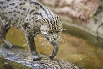 Close-up of a fishing cat (Prionailurus viverrinus) in spring