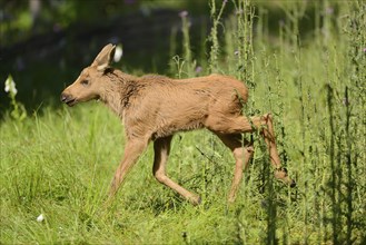 Close-up of a Eurasian elk (Alces alces) youngster in a forest in early summer, Bavarian Forest