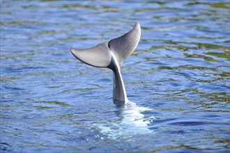 Common bottlenose dolphin (Tursiops truncatus) swimming in the water, captive