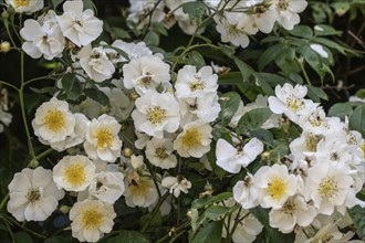 Tufted rose (Rosa multiflora), Emsland, Lower Saxony, Germany, Europe