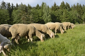 Landscape of a Sheep flock (Ovis aries) in a valley in spring, Upper Palatinate