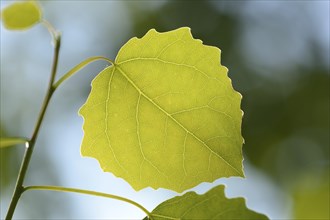 Close-op of European aspen (populus tremula) leafes in a forest in spring