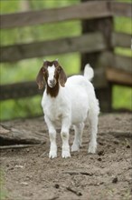 Close-up of a Boer goat in a park in spring