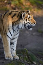 Siberian tiger or Amur tiger (Panthera tigris altaica) in the wilderness by sunset