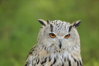 Owl (Bubo bubo sibiricus) portrait on a meadow, captive