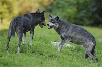 Two algonquin wolves (Canis lupus lycaon) fighting in a meadow, captive, Germany, Europe