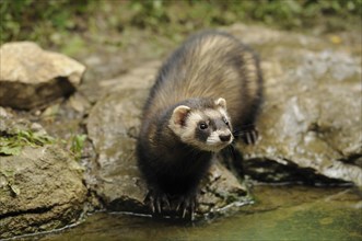 Ferret (Mustela putorius) stands on a rock near water in a natural setting, captive