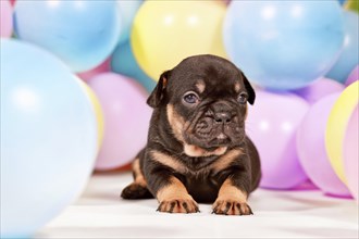 Cute tan French Bulldog dog puppy between colorful balloons