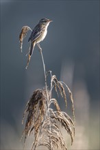 Sedge warbler (Acrocephalus schoenobaenus), Lower Saxony, Germany, Europe