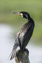 Great cormorant (Phalacrocorax carbo), Lower Saxony, Germany, Europe