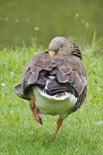Greylag Goose, May, Saxony, Germany, Europe