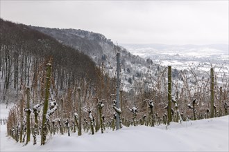 Vineyard in winter near Korb, Rems Valley, forest, snow, Baden-Wuerttemberg, Germany, Europe