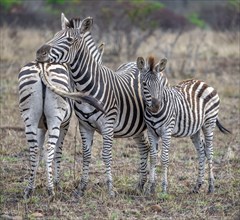 Plains zebras (Equus quagga), mother and young, Kruger National Park, South Africa, Africa